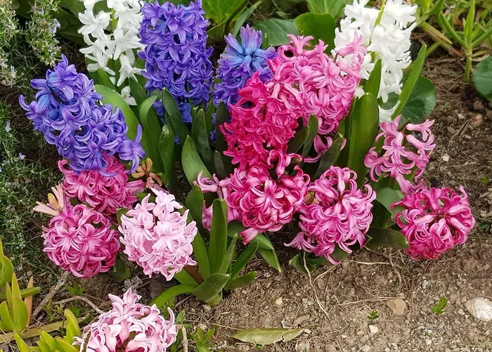 Fior Di Lavanda 度假居 Cisano sul Neva