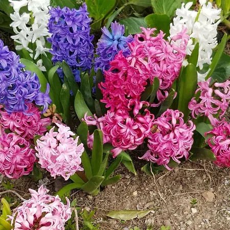 Fior Di Lavanda בית נופש Cisano sul Neva