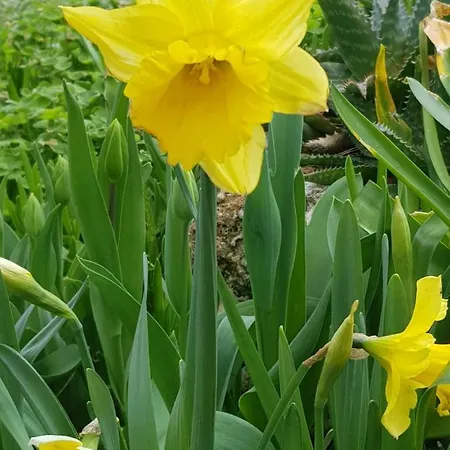 Fior Di Lavanda * Cisano sul Neva